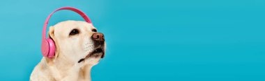Kulaklığı kulaklığı olan bir köpek stüdyo ortamında müzik dinliyor..
