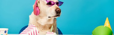 Güneş gözlüğü ve parti şapkası takan şık bir köpek, eğlenceli bir stüdyo ortamında eğlenmeye hazır..