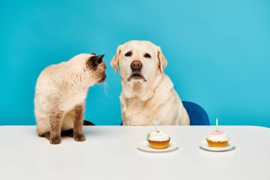 Bir kedi ve bir köpek samimi bir stüdyo ortamında, masada çöreklerin tadını çıkarırlar..