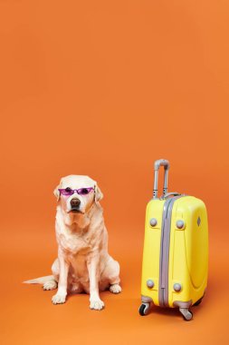 Güneş gözlüklü bir köpek stüdyo ortamında sarı bir bavulun yanında oturur, serin ve neşeli titreşimler yayar..