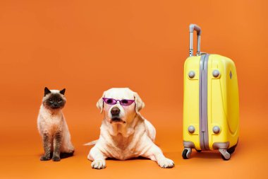 Güneş gözlüğü takan bir kedi ve köpek stüdyo ortamında yan yana oturur. Arkadaşlık ve eğlencenin simgesi olurlar..