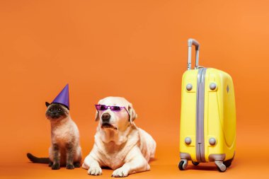 Bir köpek ve bir kedi parti şapkaları ve güneş gözlükleri neşeli bir stüdyo ortamında, evcil hayvanlar arasındaki bağı gösteriyor..