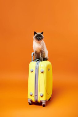 A cat perches gracefully on a vibrant yellow suitcase in a studio setting, exuding curiosity and playfulness. clipart