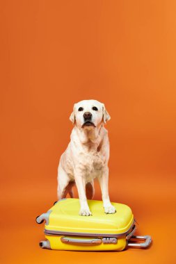 Oyuncu beyaz köpek, bir stüdyo ortamında parlak sarı bir bavulun üzerinde güvenle duruyor..