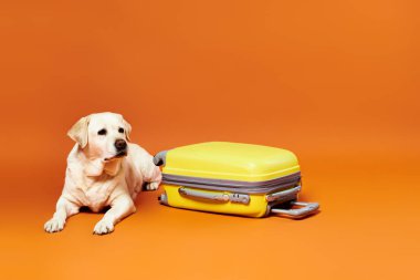 Bir köpek, stüdyoda parlak sarı bir bavulun yanında mutlu bir şekilde oturuyor..