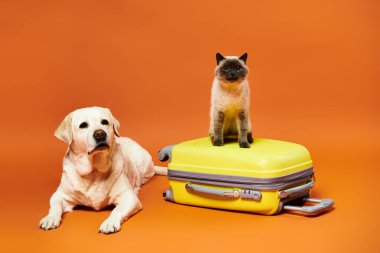 Bir stüdyo ortamında bir köpek ve bir kedi huzur içinde yan yana oturuyor, evcil hayvanlar arasındaki bağı somutlaştırıyor..
