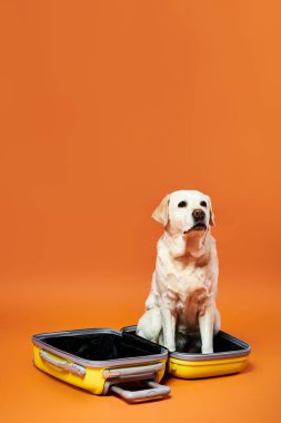Bir köpek rahatça bir bavulun içinde turuncu bir arka plana yaslanır..