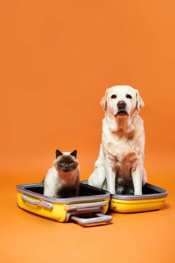 Bir köpek ve bir kedi, rahat bir stüdyoda canlı bir bavulun içinde huzur içinde yan yana otururlar..