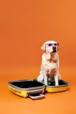 Güneş gözlüğü takan şık bir köpek rahat bir şekilde bavulun içinde oturuyor, rahat ve rahat görünüyor..