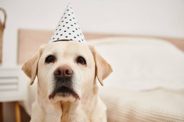 Playful dog with party hat, sitting on bed. clipart