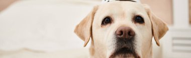 Şık bir şapkayla köpek dişinin yakın çekimi, tüylü arkadaşlarını sergiliyor. Stüdyo ortamında sevimli ve şık bir görünüm..