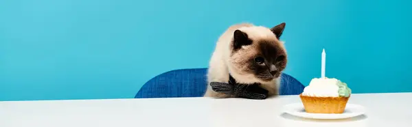 Katt Sitter Vid Ett Bord Med Muffins Framför Tittar Märkligt — Stockfoto