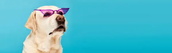 Dog Wearing Purple Sunglasses Stands Out Vibrant Blue Background Exuding — Stock Photo, Image