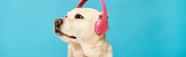 一只带着耳机 聚精会神地听着 在演播室里做出一副可爱景象的狗 — 图库照片