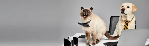 Cat Dog Seated Laptop Studio Setting Showcasing Bond Domestic Animals Stock Picture