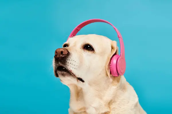 Seekor Anjing Memakai Headphone Telinganya Menikmati Beberapa Lagu Studio Stok Gambar Bebas Royalti