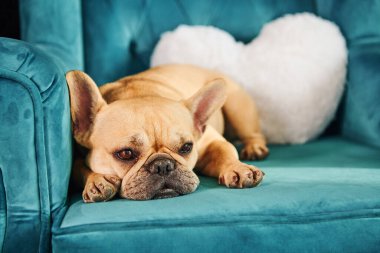 Küçük kahverengi bir köpek mavi bir kanepenin üzerinde huzur içinde yatıyor..