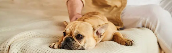 stock image A French bulldog peacefully resting on a bed next to a handsome man.