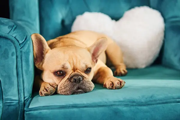 Pequeño Perro Marrón Descansa Pacíficamente Sobre Sofá Azul — Foto de Stock
