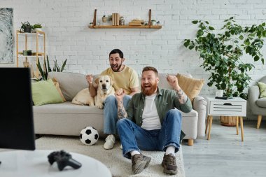 Sakallı eşcinsel çift, kanepede oturmuş labrador köpekleriyle spor maçı izliyorlar..