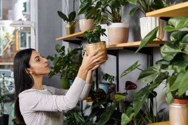 Busy florist carefully arranges potted plants on shelves, enhancing her shop beauty. clipart