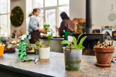 Sevgi dolu çift canlı bitkiler ve sanatsal aletlerle çevrili yaratıcı bir aktiviteye girişiyor..