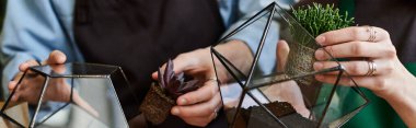 Eller, canlı bitkileri dikkatlice geometrik cam teraryumlara monte ederek sanatsal yetenekler sergiliyor..