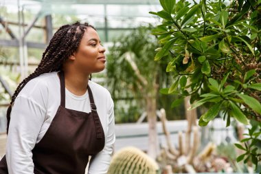 Örgülü saçlı Afrikalı bir Amerikalı kadın seranın içinde bitki yetiştirmekten hoşlanıyor..