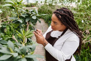 Saçları örgülü siyah bir kadın yeşil bir seradaki bitkileri buduyor..
