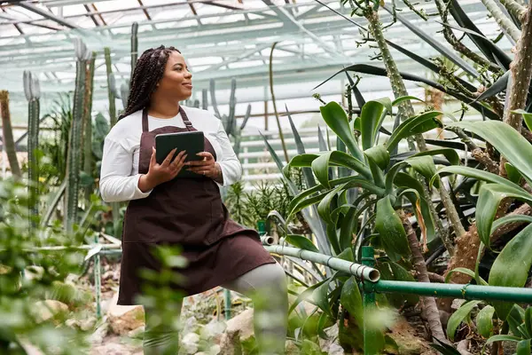 Saçları örgülü Afrikalı bir Amerikalı kadın yemyeşil bir serada çeşitli bitkilerle emin bir şekilde ilgilenir..