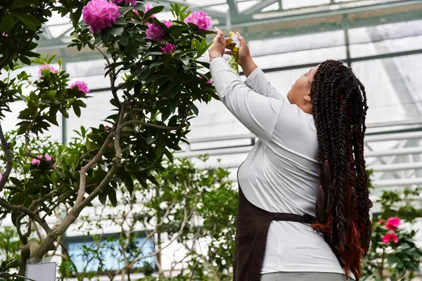 Saçları örgülü Afro-Amerikalı bir kadın yemyeşil bir serada güzel pembe çiçeklere eğilimlidir..