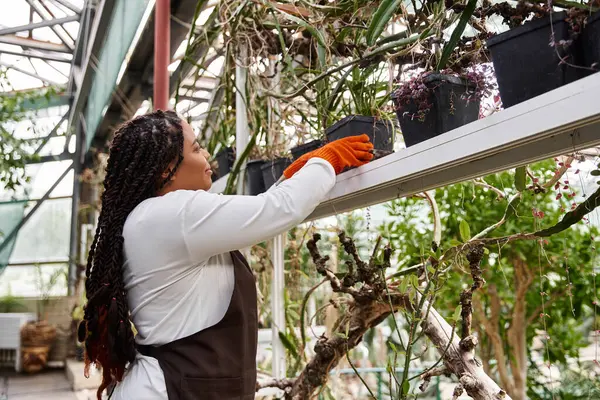 Saçları örgülü Afrikalı bir Amerikalı kadın yemyeşil bir serada bitki yetiştirme eğilimindedir..