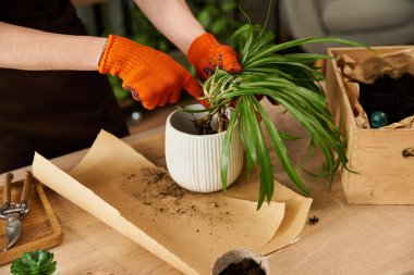 Yakışıklı genç adam özenle gelişen bitkileri parlak bir stüdyo alanındaki yeni saksılara aktarıyor..