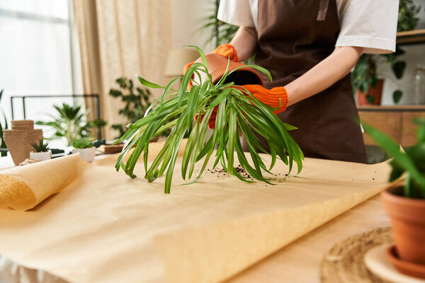 Handsome young man carefully transfers vibrant plants into new pots while indoors.