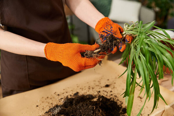 Young man in orange gloves skillfully transplanting lush plants in a well lit studio space.