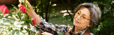 Kıdemli bir kadın, yemyeşil bahçesinin huzurunun tadını çıkarırken, hafifçe canlı güllerle ilgilenir..