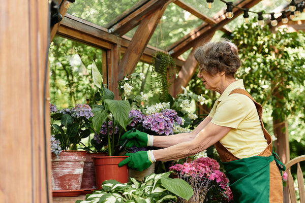 Senior woman wearing gloves tends to vibrant flowers in a cheerful greenhouse filled with greenery.