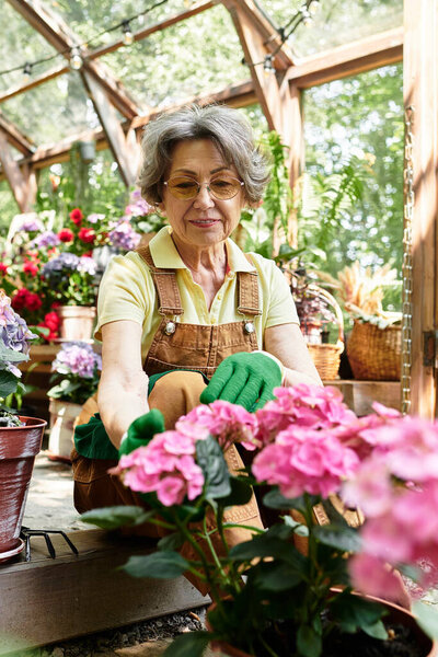 Beautiful senior woman carefully nurtures pink flowers in a bright and colorful garden space