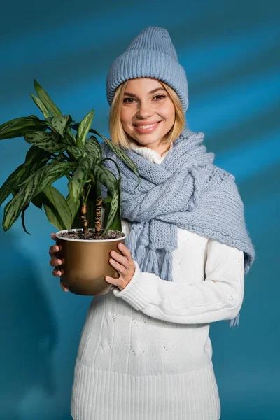 Happy young woman in winter hat and sweater holding potted green plant on blue — Stock Photo