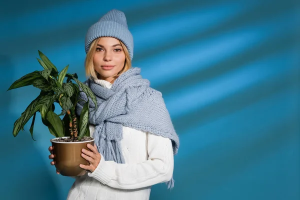 Blonde young woman in winter hat and sweater holding potted green plant on blue — Stock Photo