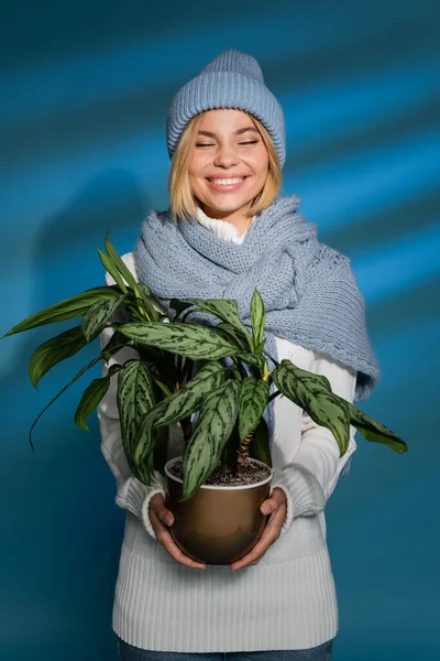 Pleased young woman in winter hat and sweater holding potted green plant on blue — Stock Photo