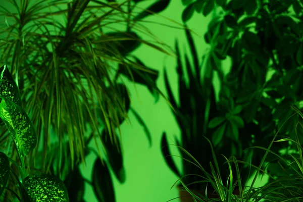 Різні свіжі і тропічні листя на зеленому фоні — стокове фото