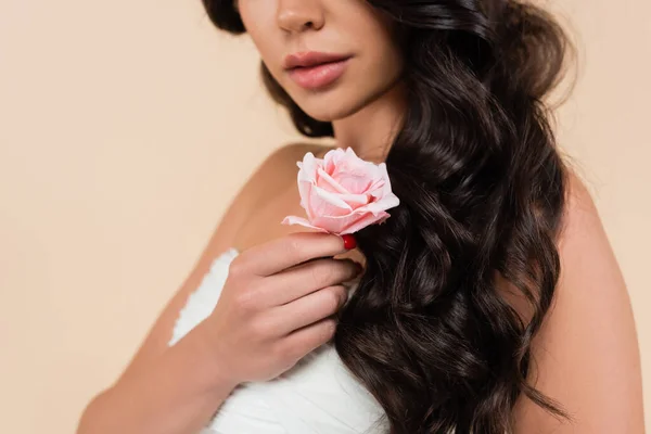 Cropped view of brunette woman holding pink rose flower isolated on beige — Stock Photo