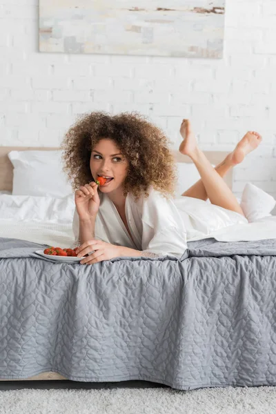 Curly young woman in silk robe eating ripe strawberry on bed — Foto stock