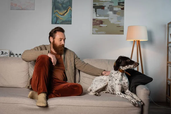 Бородатый мужчина смотрит на далматинскую собаку на диване дома — стоковое фото