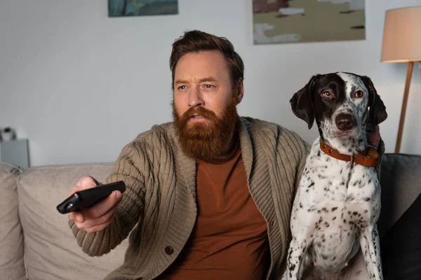 Focused bearded man watching tv near dalmatian dog at home — Photo de stock