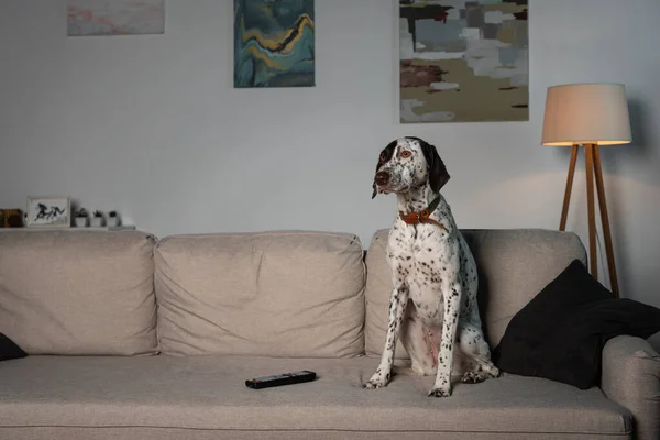 Dalmatian dog sitting near remote controller on couch — Photo de stock