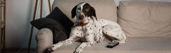 Télécommande près du chien dalmate sur canapé dans le salon, bannière — Photo de stock