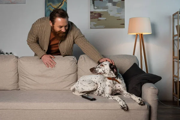 Веселый бородатый мужчина ласкает далматинскую собаку на диване — стоковое фото