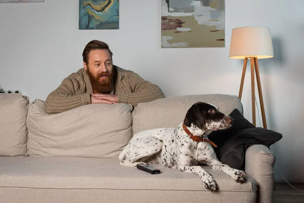 Bearded man looking at dalmatian dog lying near remote controller on couch — Photo de stock